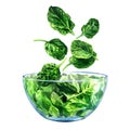 Fresh green spinach falling into glass bowl, ingredient for salad, young baby spinach leaves, close-up, vegetarian food Royalty Free Stock Photo