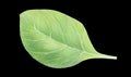 Fresh green spinach leaf isolated on black background. Watercolor hand drawn illustration. Fresh herbs. Realistic