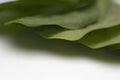 Fresh Green Spinach Leaves Royalty Free Stock Photo