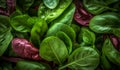 Fresh green spinach leaves. Vegetables backdrop. Top view Royalty Free Stock Photo