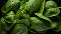 Fresh green spinach leaves with water droplets, macro shot highlighting texture, canon 5d mark iii