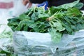 Fresh green spinach on sale at market stall. Royalty Free Stock Photo