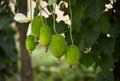 Fresh Green Spine Gourd or Kakrol or Ghee karola in garden