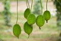 Fresh Green Spine Gourd or Kakrol or Ghee karola in garden