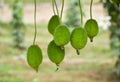 Fresh Green Spine Gourd or Kakrol or Ghee karola in garden