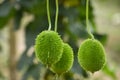 Fresh Green Spine Gourd or Kakrol or Ghee karola hanging in a garden