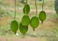 Fresh Green Spine Gourd or Kakrol or Ghee karola hanging in a garden