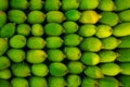 Fresh and green spiny gourd vegetables ready for sale in the market