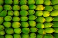 Fresh and green spiny gourd vegetables ready for sale in the market