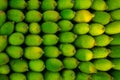 Fresh and green spiny gourd vegetables ready for sale in the market