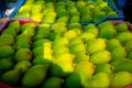 Fresh and green spiny gourd vegetables ready for sale in the market