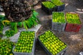 Fresh and green spiny gourd vegetables ready for sale in the market