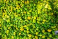 Fresh and green spiny gourd vegetables ready for sale in the market