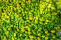 Fresh and green spiny gourd vegetables ready for sale in the market