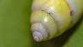 Fresh Green Spiral Whorl Shell