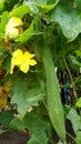 Fresh and green Sponge Gourd with flowers hanging on its plant.