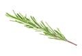 Fresh green sprig of rosemary isolated on white background Royalty Free Stock Photo