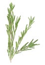 Fresh green sprig of rosemary isolated on white background Royalty Free Stock Photo