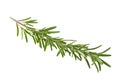 Fresh green sprig of rosemary isolated on white background Royalty Free Stock Photo