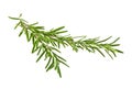 Fresh green sprig of rosemary isolated on white background Royalty Free Stock Photo