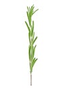 Fresh green sprig of rosemary isolated on white background Royalty Free Stock Photo