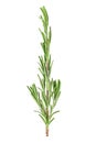 Fresh green sprig of rosemary isolated on white background Royalty Free Stock Photo