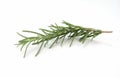 Fresh green sprig of rosemary isolated on a white background. Royalty Free Stock Photo