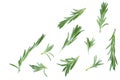 Fresh green rosemary isolated on a white background with copy space for your text. Top view. Flat lay Royalty Free Stock Photo