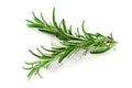 Fresh green sprig of rosemary isolated on a white background Royalty Free Stock Photo