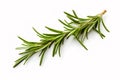 Fresh green sprig of rosemary isolated on a white background. Green natural spices