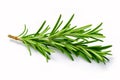 Fresh green sprig of rosemary isolated on a white background. Green natural spices