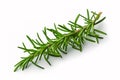 Fresh green sprig of rosemary isolated on a white background. Green natural spices