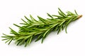 Fresh green sprig of rosemary isolated on a white background. Green natural spices