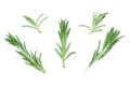 Fresh green rosemary isolated on a white background. Top view. Flat lay Royalty Free Stock Photo