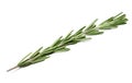 Fresh green sprig of rosemary on a white isolated background. Close-up. Royalty Free Stock Photo