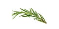Fresh green sprigs of rosemary isolated on a white background Royalty Free Stock Photo