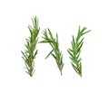 Fresh green sprigs of rosemary isolated on a white background Royalty Free Stock Photo