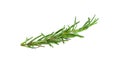 Fresh green sprigs of rosemary isolated on a white background Royalty Free Stock Photo