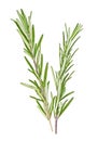 Fresh green sprigs of rosemary isolated on white background Royalty Free Stock Photo