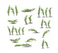 Fresh green sprigs of rosemary isolated on a white background Royalty Free Stock Photo