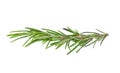 Fresh green sprigs of rosemary isolated on a white background Royalty Free Stock Photo