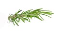 Fresh green sprigs of rosemary isolated on a white background Royalty Free Stock Photo