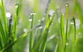 Fresh green spring blades of grass with dew drops Royalty Free Stock Photo
