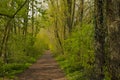 Fresh green spring forest in the Flemish counryside