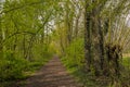 Fresh green spring forest in the Flemish counryside Royalty Free Stock Photo