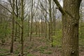 Spring forest in the flemish countryside Royalty Free Stock Photo