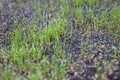 Fresh green spring gras closeup Lawn grass sprouting, sowing crops and grains