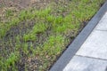 Fresh green spring gras closeup Lawn grass sprouting, sowing crops and grains