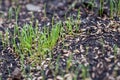 Fresh green spring gras closeup Lawn grass sprouting, sowing crops and grains