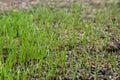 Fresh green spring gras closeup Lawn grass sprouting, sowing crops and grains